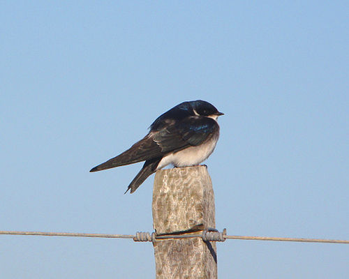 Chilean swallow